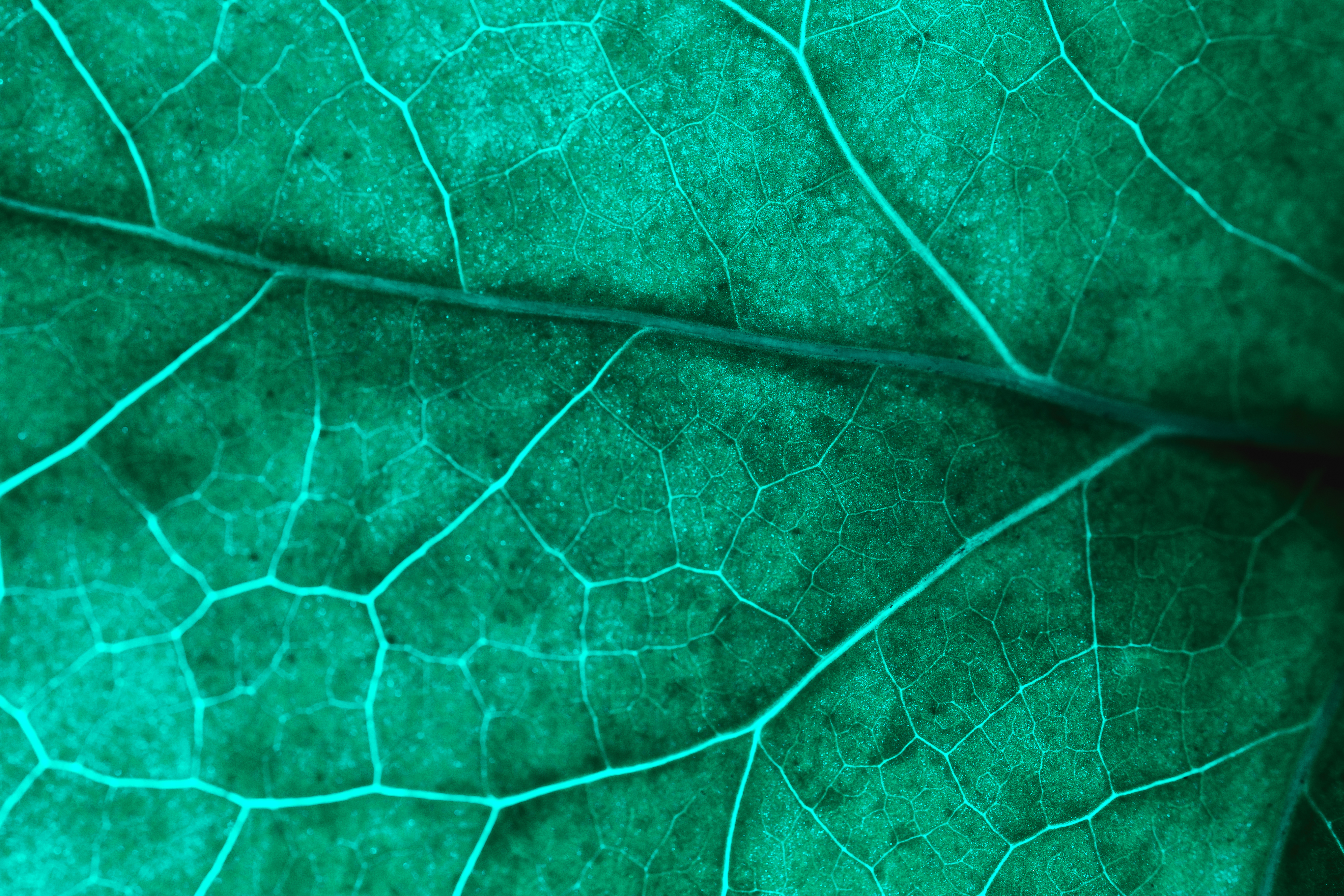 Oltre il Verde: Perché la Green Reputation è il Nuovo Capitale delle Aziende